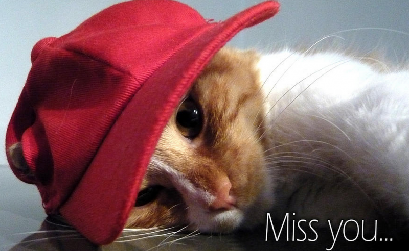 Cute cat in a hat 