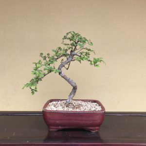 Chinese Elm
