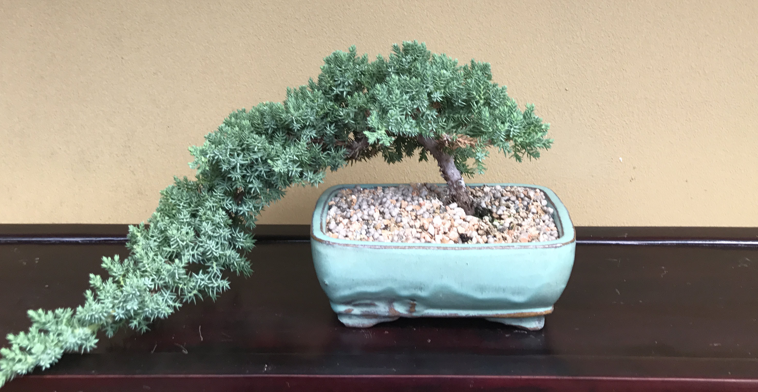 Bonsai Outlet
