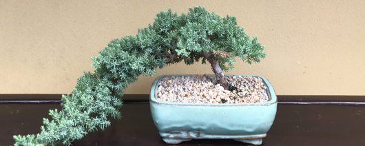 bonsai success story email marketing